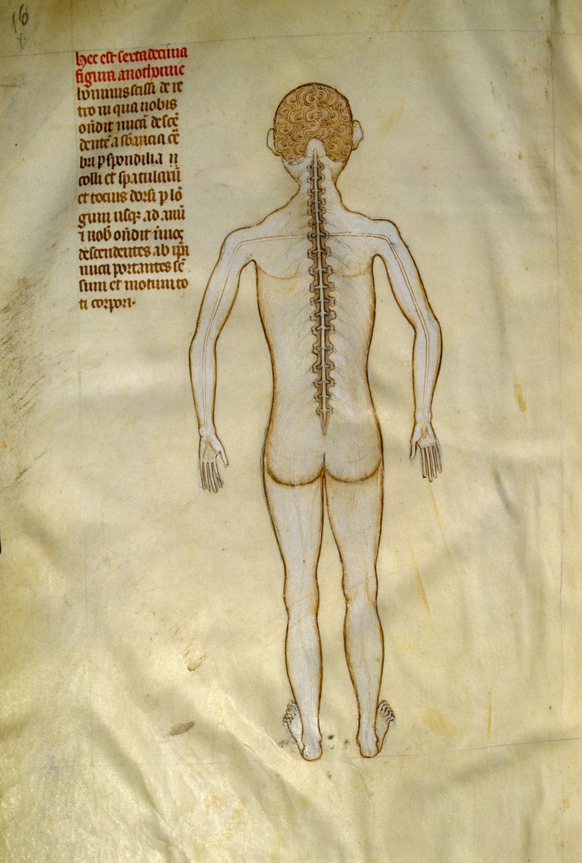 Tavole anatomiche e chirurgiche: midollo spinale (nelle vertebre della colonna vertebrale). In 