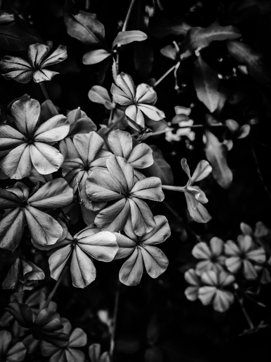Fiore nº 33, 2025 (foto) da Guilherme Pontes