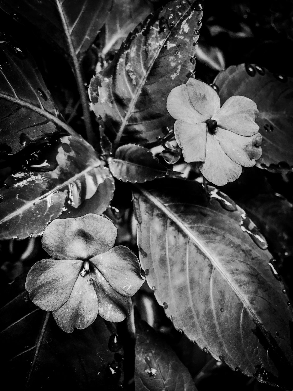 Fiore nº 46 (foto) da Guilherme Pontes