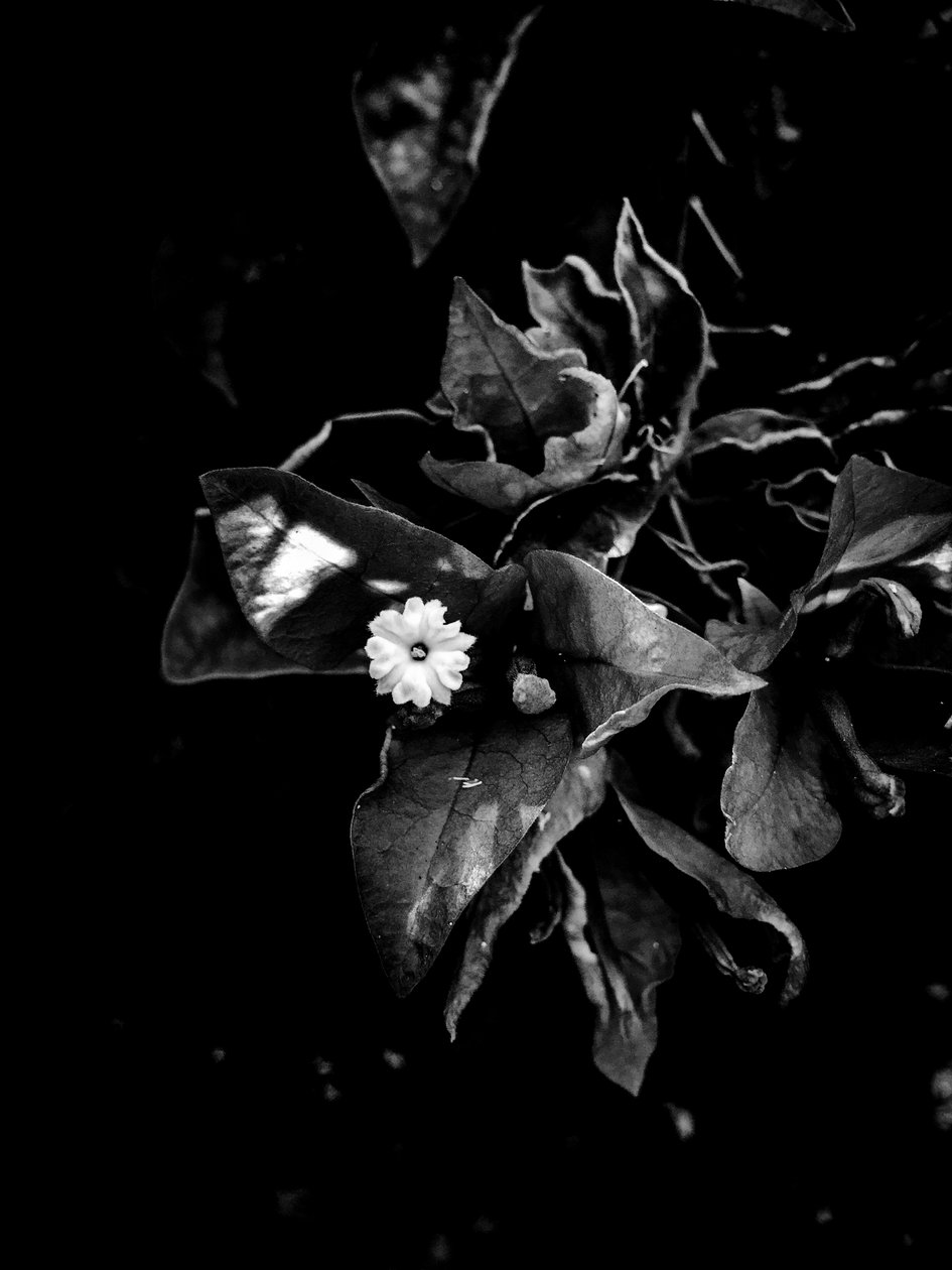 Fiore nº 52 (foto) da Guilherme Pontes