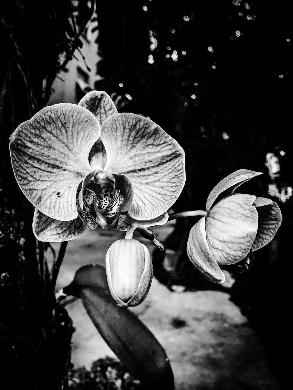 Fiore nº 5, 2025 (foto) da Guilherme Pontes