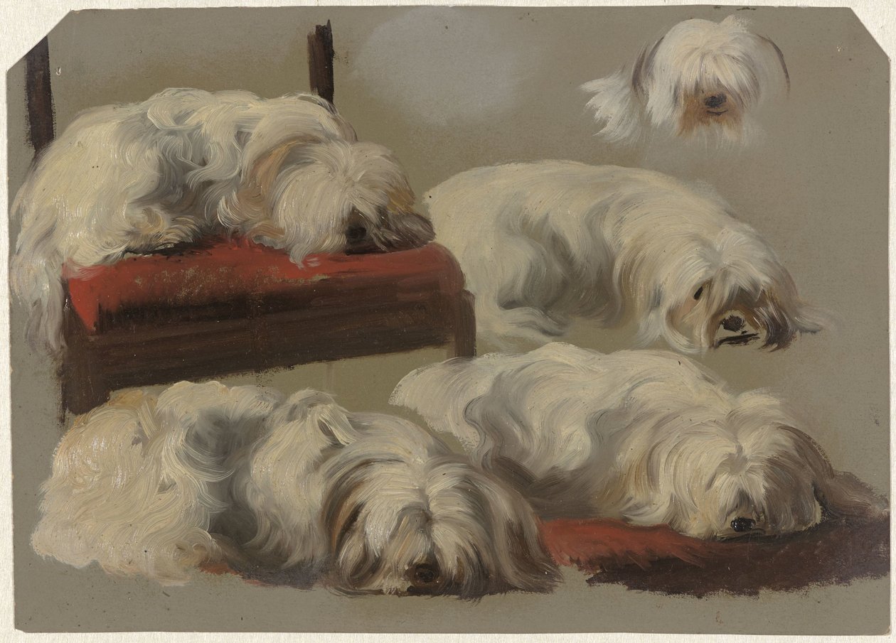 Studi di un cagnolino bianco da Guillaume Anne van der Brugghen