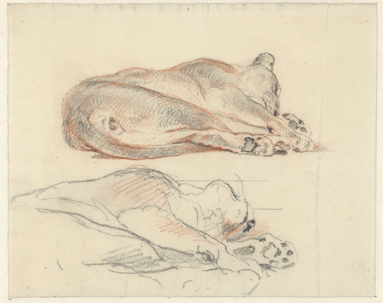 Due studi di una tigre sdraiata da Guillaume Anne van der Brugghen