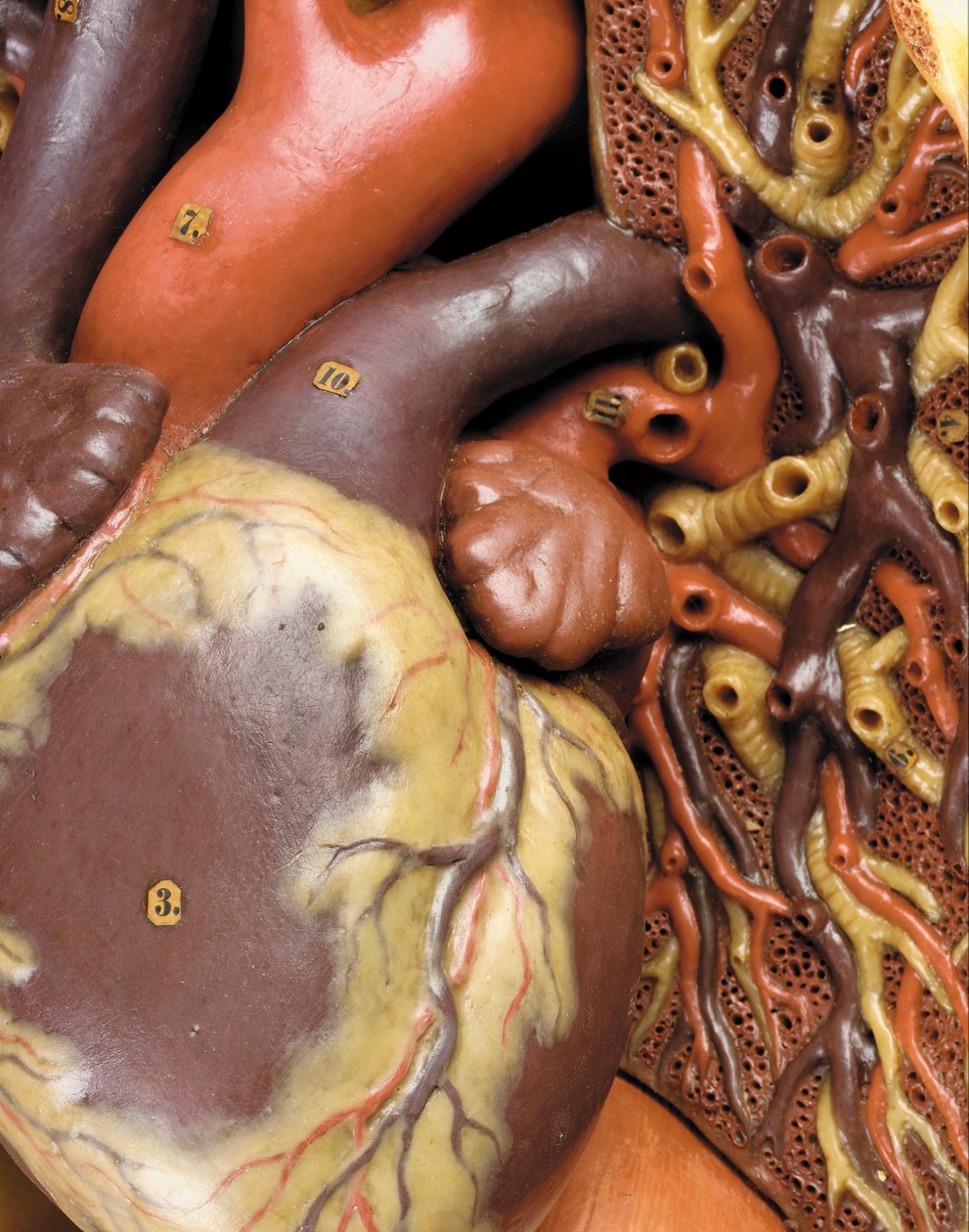 (dettaglio) di un modello anatomico maschile ecorché, che mostra muscoli, arterie e vene, la circolazione e il sistema nervoso da Gustav Zeiller