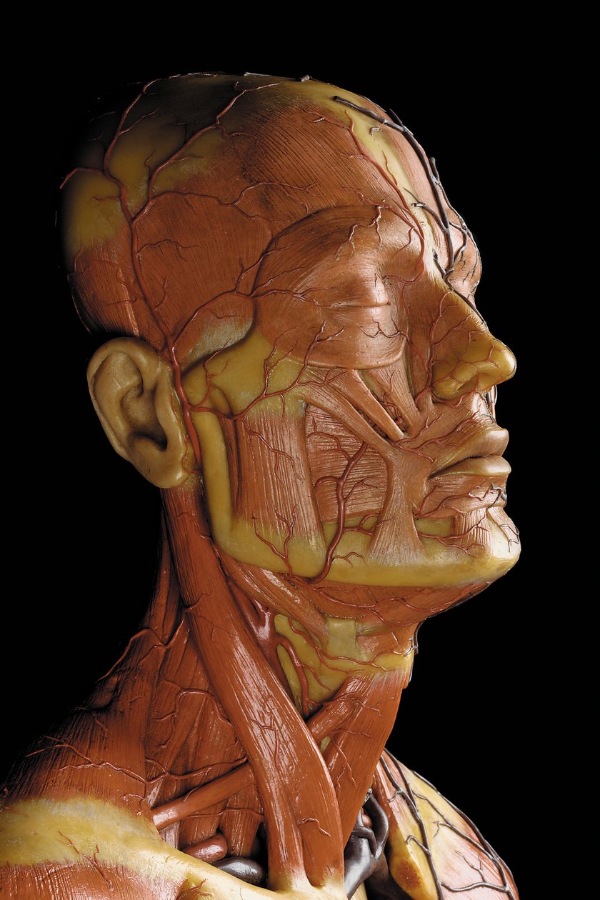 (dettaglio) di un modello anatomico maschile ecorché, che mostra muscoli, arterie e vene, la circolazione e il sistema nervoso da Gustav Zeiller