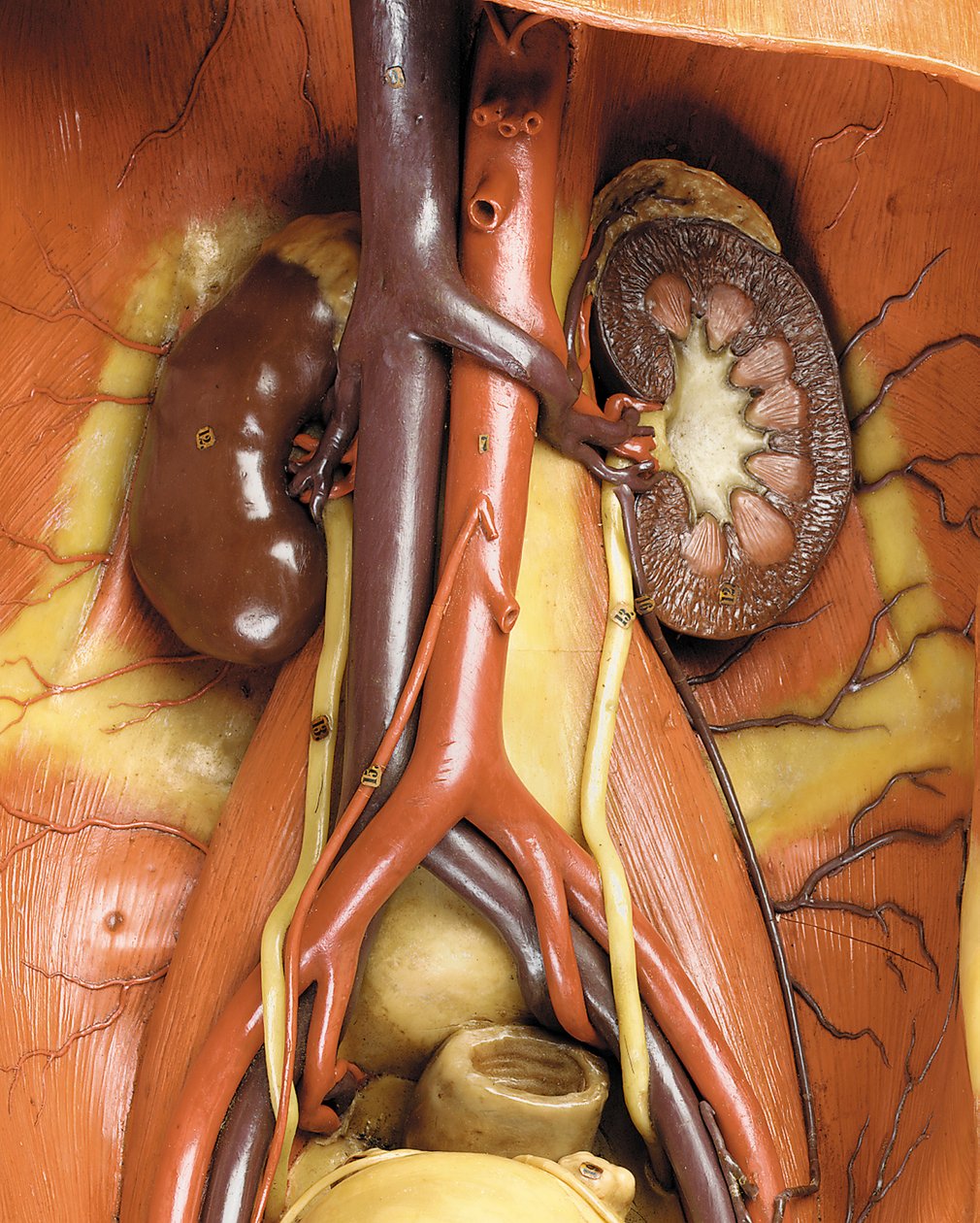 (dettaglio) di un modello anatomico maschile ecorché, che mostra muscoli, arterie e vene, la circolazione e il sistema nervoso da Gustav Zeiller