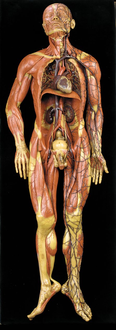 Modello anatomico maschile ecorché, che mostra muscoli, arterie e vene, la circolazione e il sistema nervoso da Gustav Zeiller