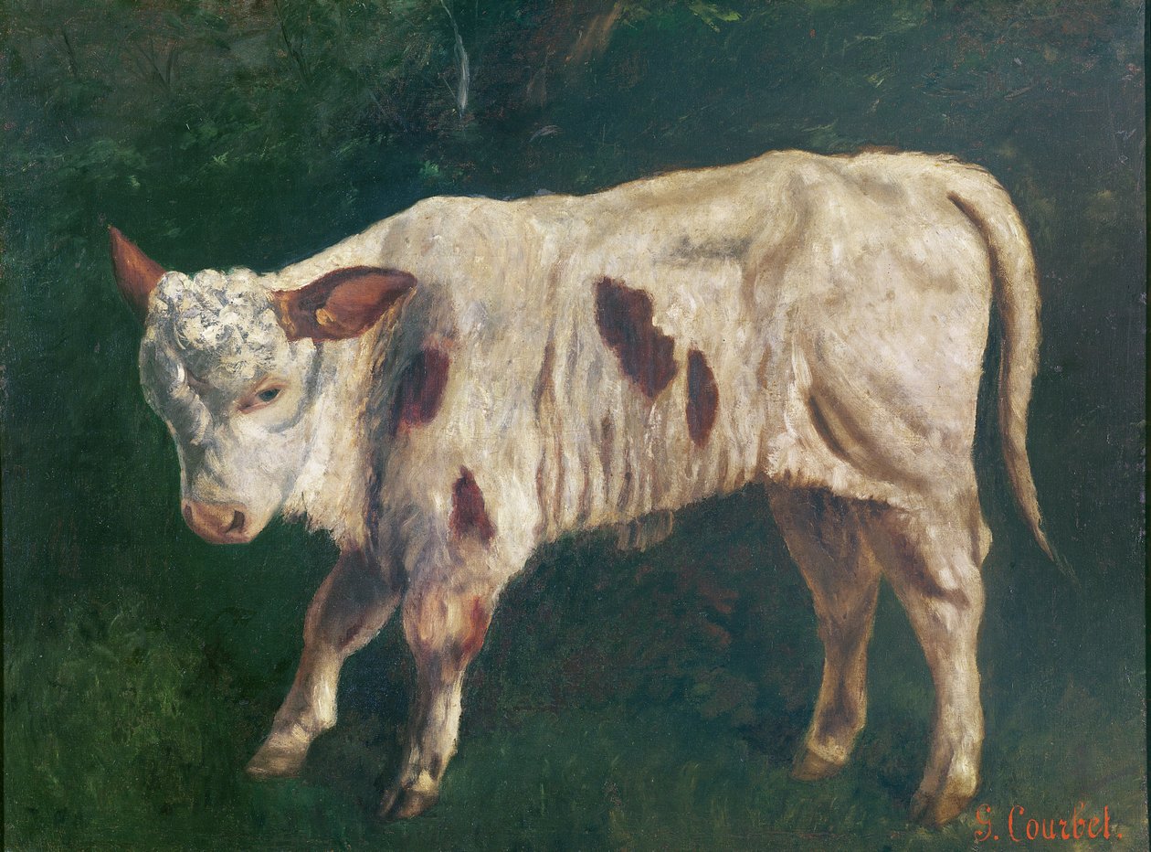 Un vitello da Gustave Courbet