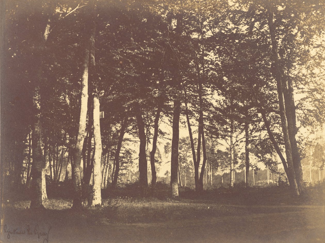 Studio di alberi e sentieri da Gustave Le Gray