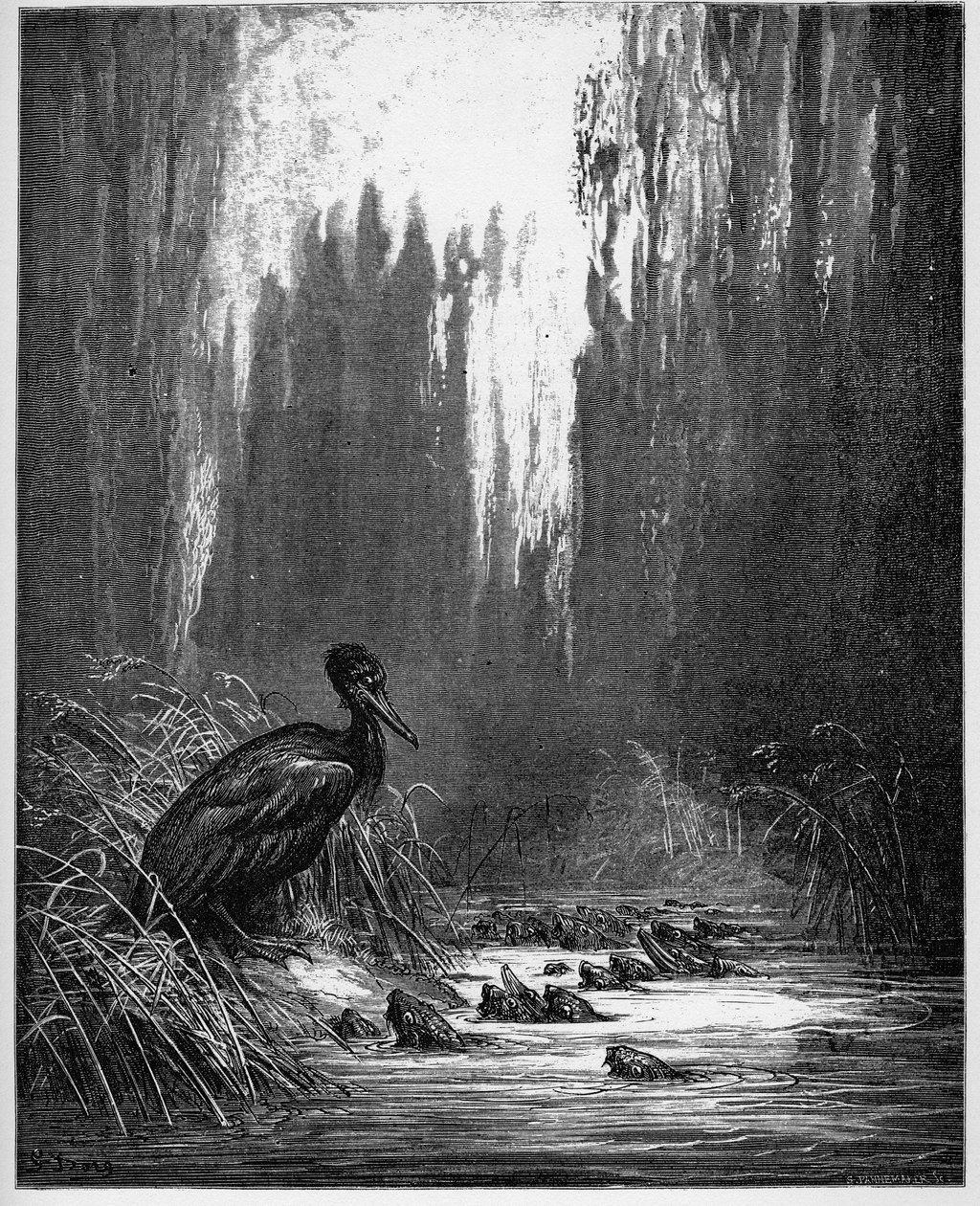 Il pesce e il cormorano - da 