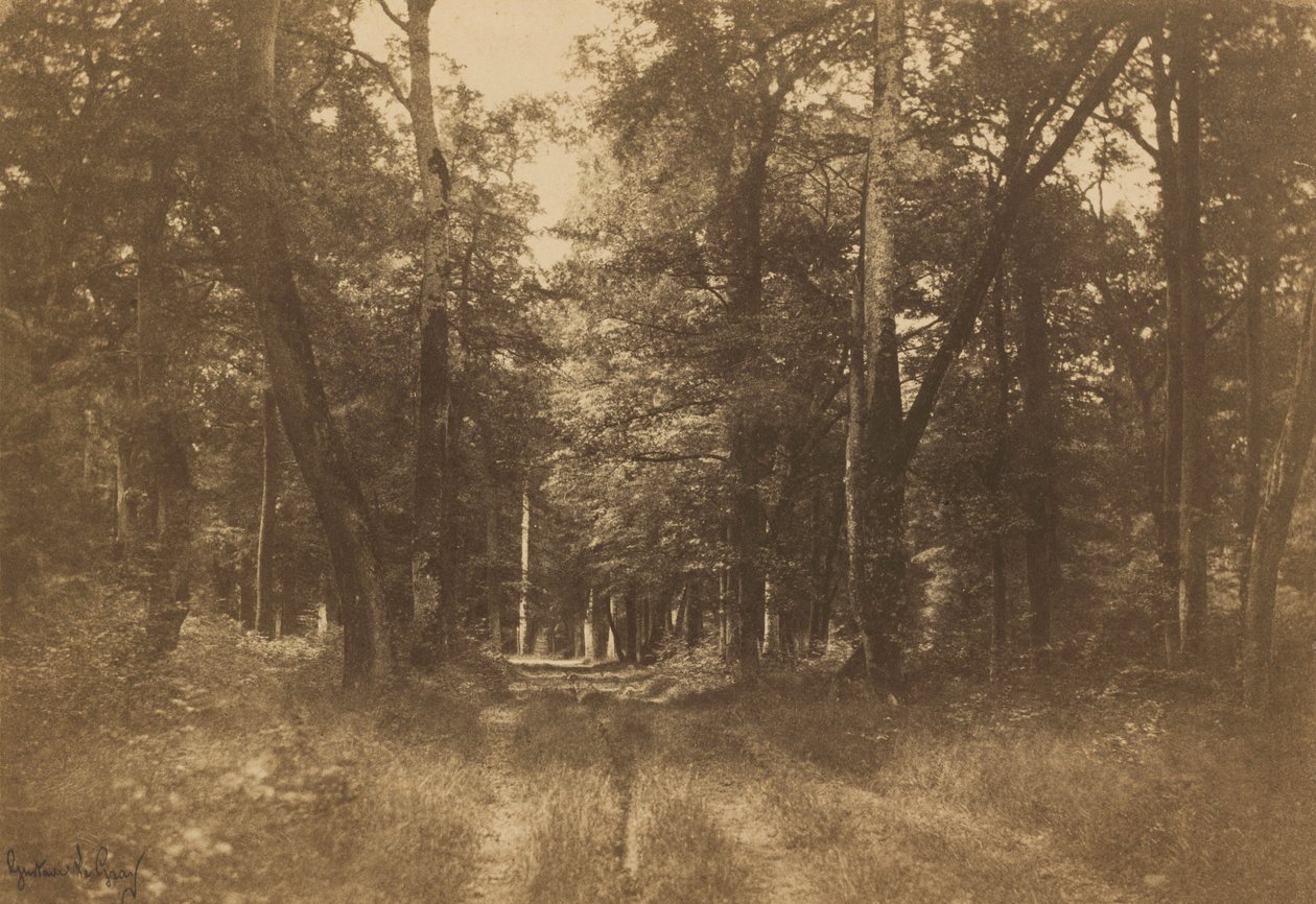 Bas-Bréau, foresta di Fontainebleau, 1849-1852 (foto) da Gustave Le Gray