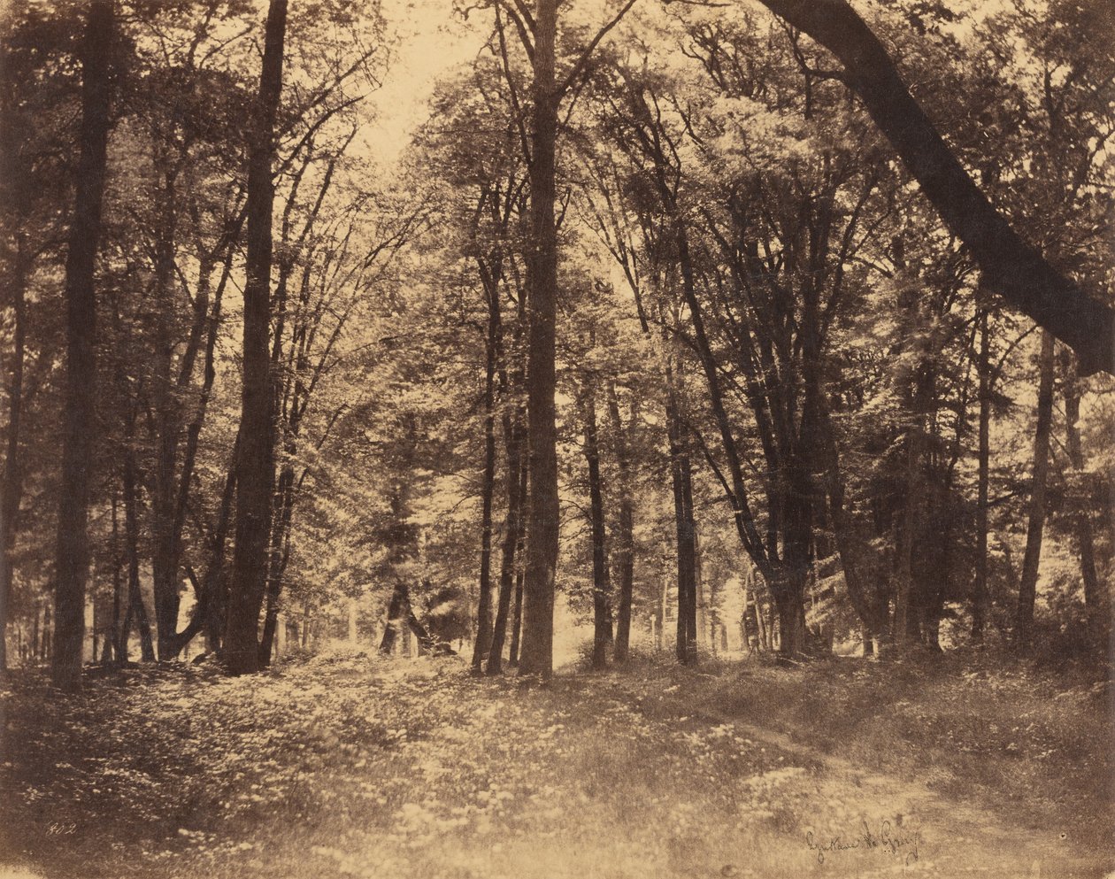 Scena della foresta da Gustave Le Gray