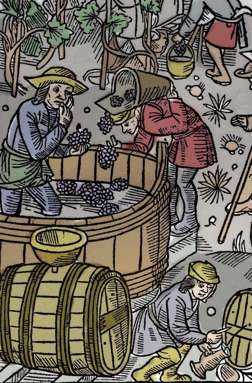 Raccolta - vendemmia - Calendario del pastore - I lavori dei mesi - Ottobre - Xilografia dal libro del 1496 stampato da Guy Marchant (Guido Mercator) a Troyes - Incisione su legno in Le grand Calendrier et compost des shepherds - La raccolta da Guy Marchant