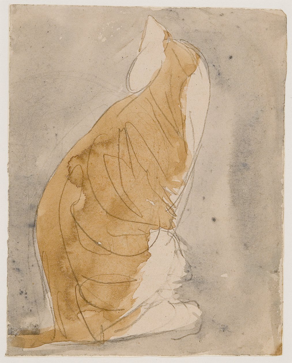Studio di un gatto da Gwen John