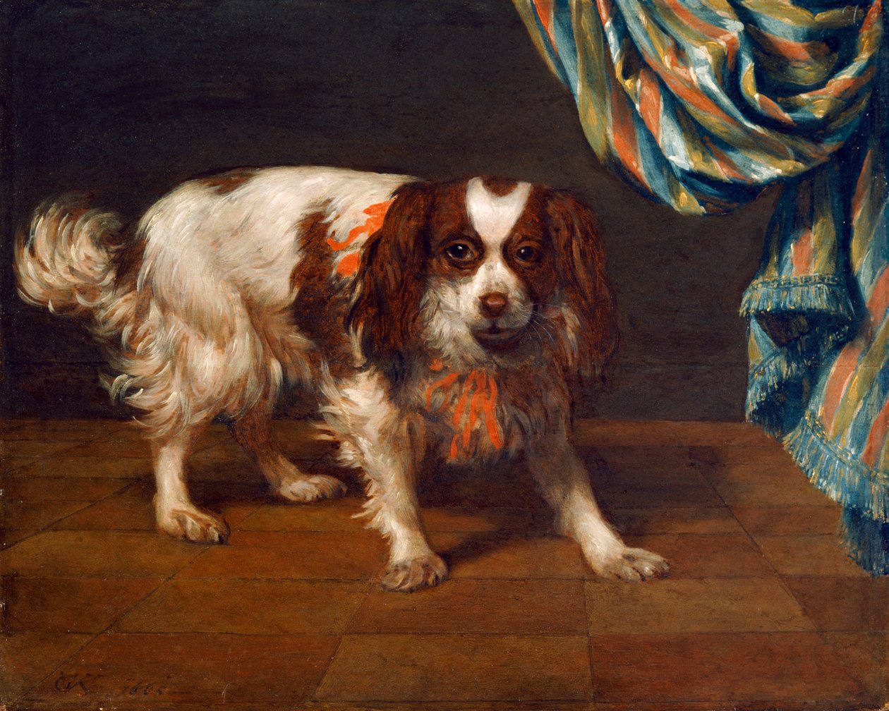 Un cane King Charles Spaniel da Gysbert van de Kuyl