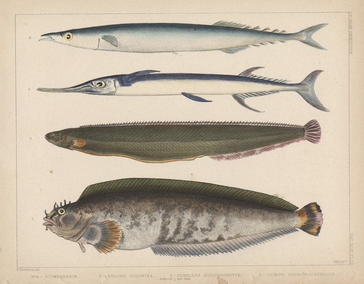 1. Clinus Polyactocephalus, 2. Gunellus Dolichogaster, 3. Belone Gigantea, 4. Scomberesox, 1855 da H. Patterson