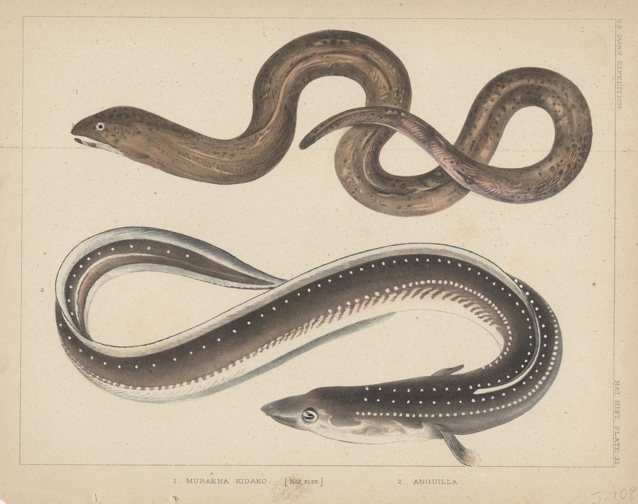 1. Muraena Kidako, 2. Anguilla, 1855 da H. Patterson