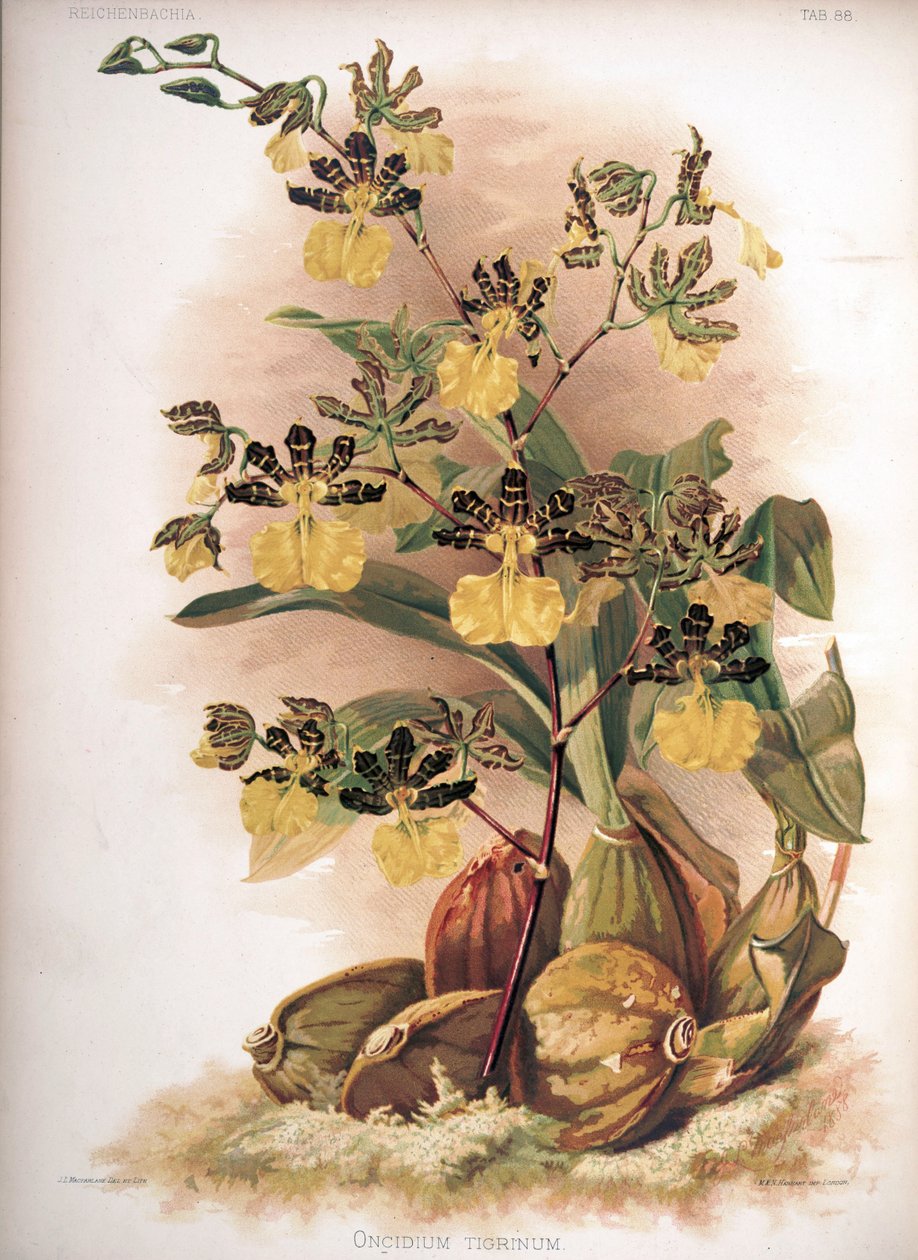 Oncidium tigrinum da H. Sotheran and Co.