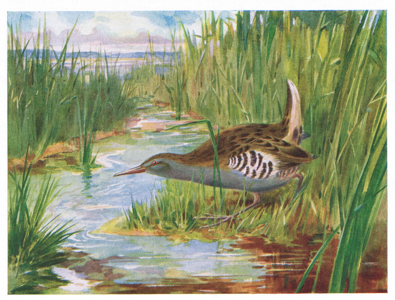Rallo acquatico, illustrazione da British Birds di Kirkman & Jourdain, 1966 da H. Wormald