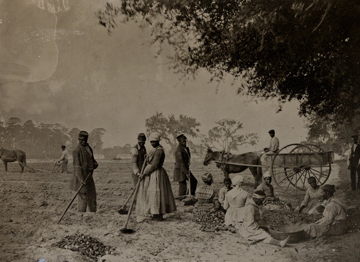Piantare patate dolci, piantagione di Hopkinson, isola di Edislo, Carolina del Sud, 1862 da H.P. Moore
