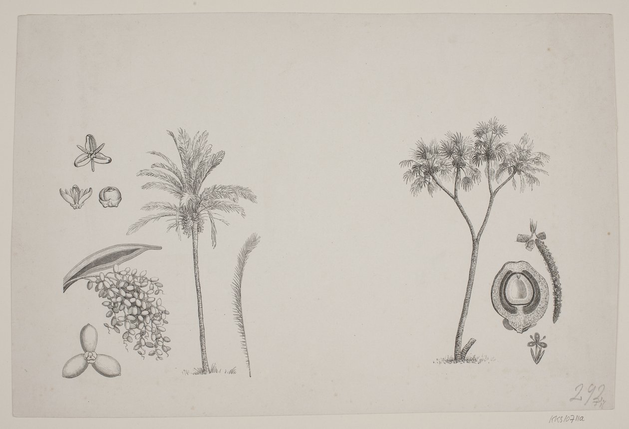 Foglio Botanico dagli Scritti di Schouw da H. C. Henneberg