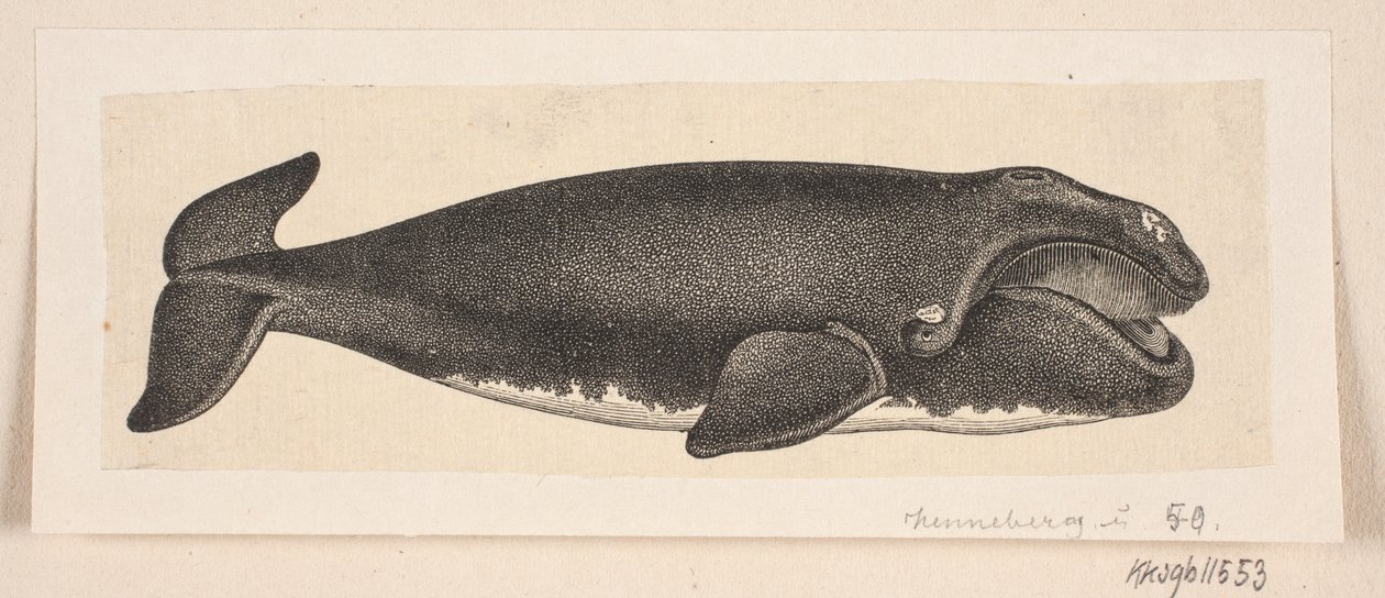 Una balena da H. C. Henneberg