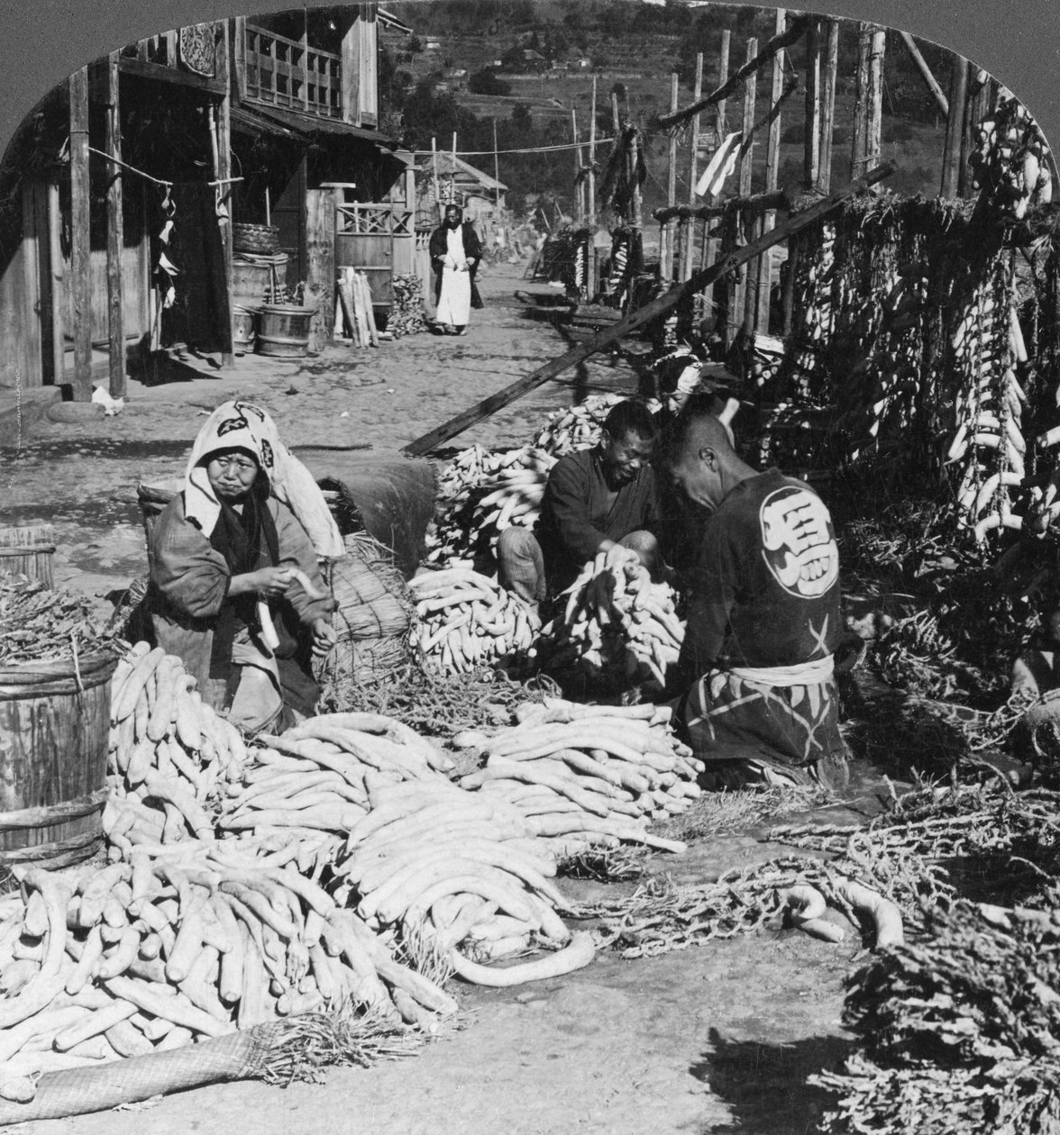 Smistamento e confezionamento di ravanelli giapponesi daikon sul lungomare, Atami, Giappone, 1906 da H. C. White