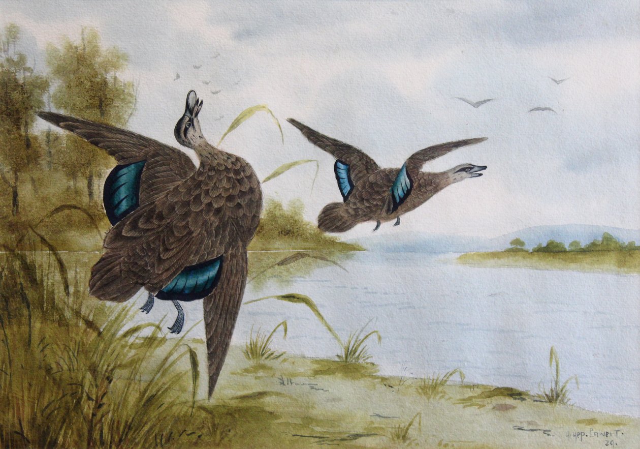 Anatre nere del Pacifico da H. H. Calvert