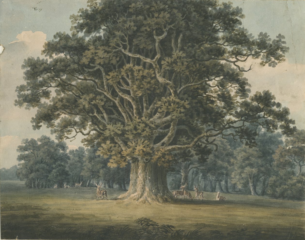 Needwood - Quercia di Swilcar: acquerello, nd [?early 19th cent] da H Moore