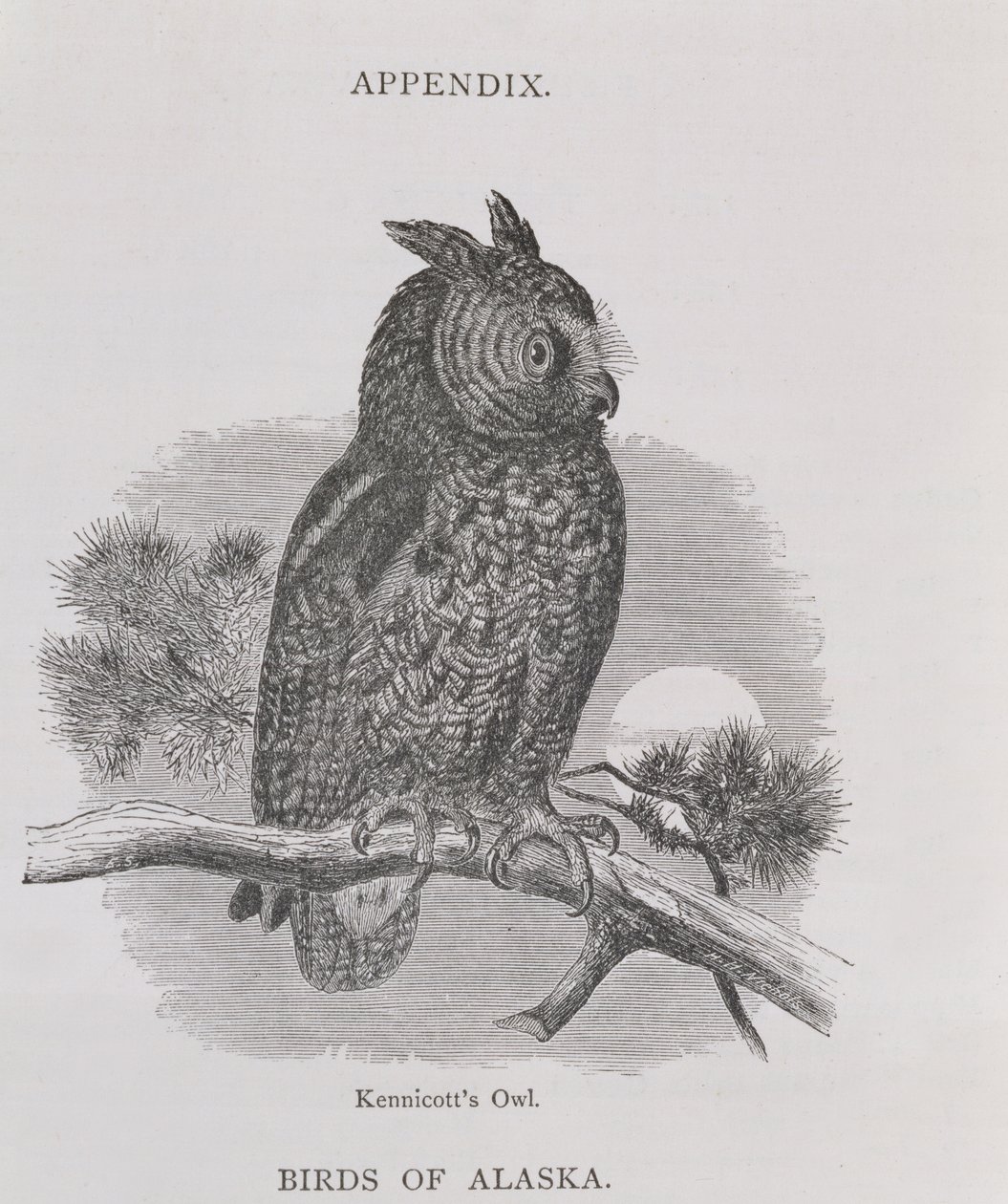 Gufo di Kennicott, da Alaska and its Resources, di William H. Dall, inciso da H. H. Nicholls, pub. 1870 da H. W., Elliot