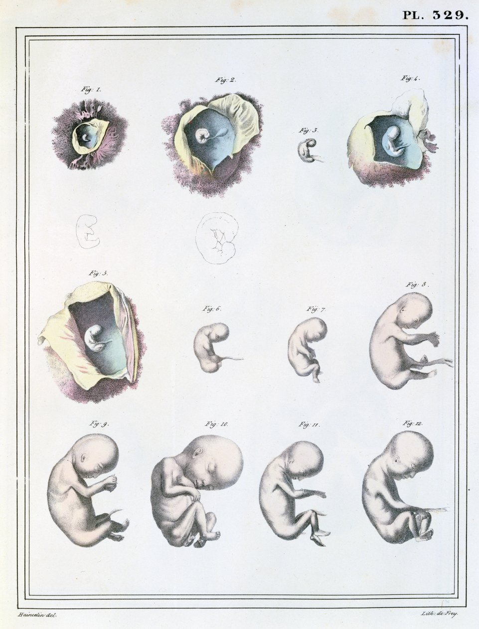 Diagramma che mostra le fasi dello sviluppo embrionale, da 
