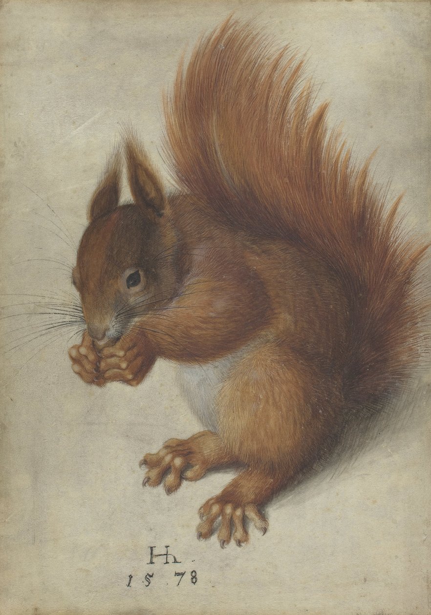Scoiattolo rosso da Hans Hoffmann