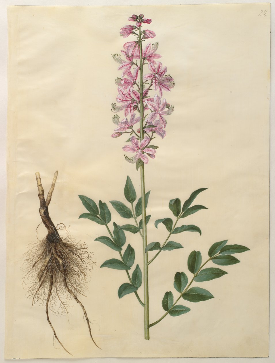 Dictamnus albus da Hans Simon Holtzbecker