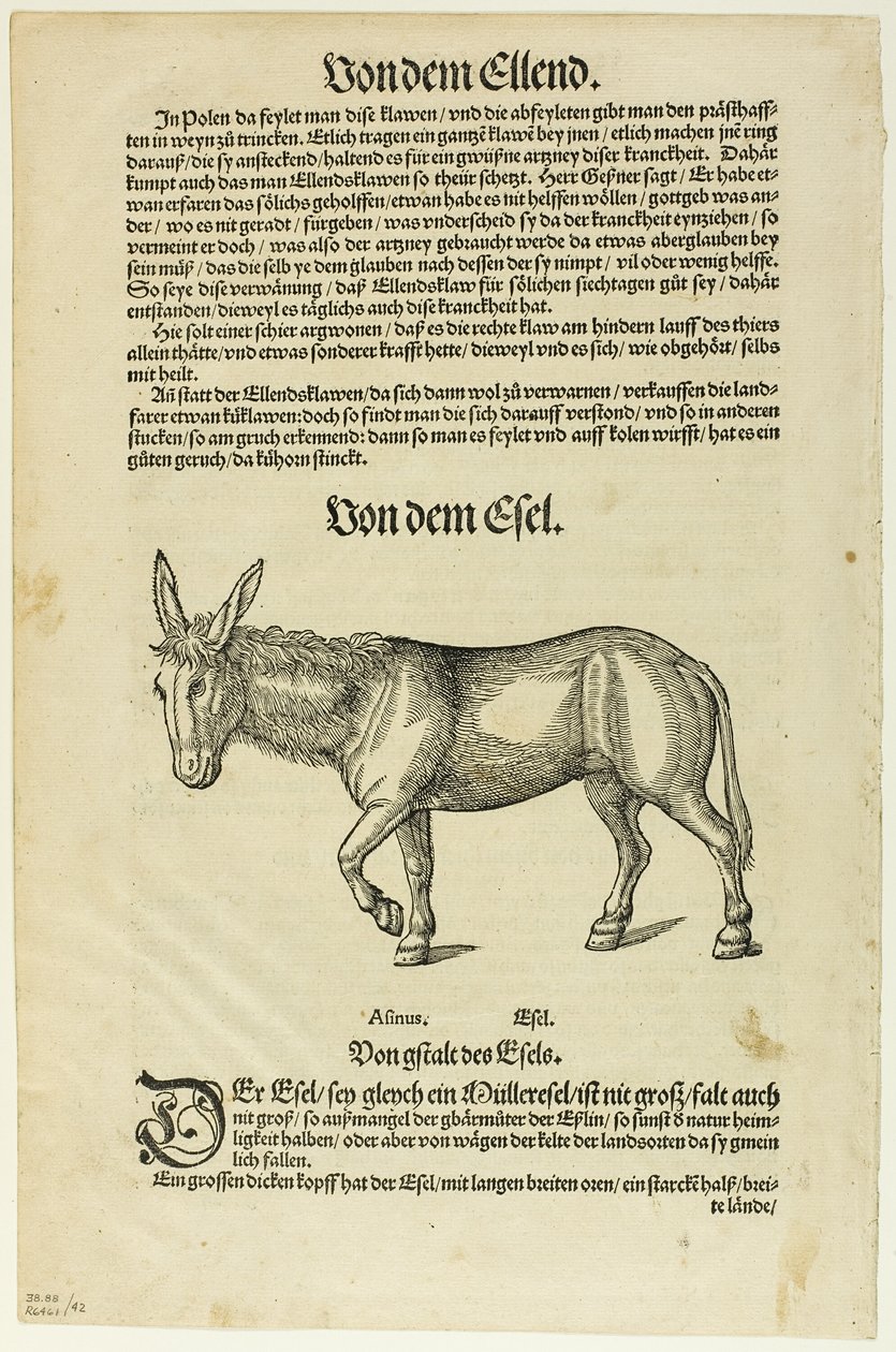 Illustrazione da "Thierbuch", tavola 42 da Xilografie da libri del XVI secolo da Hans Asper