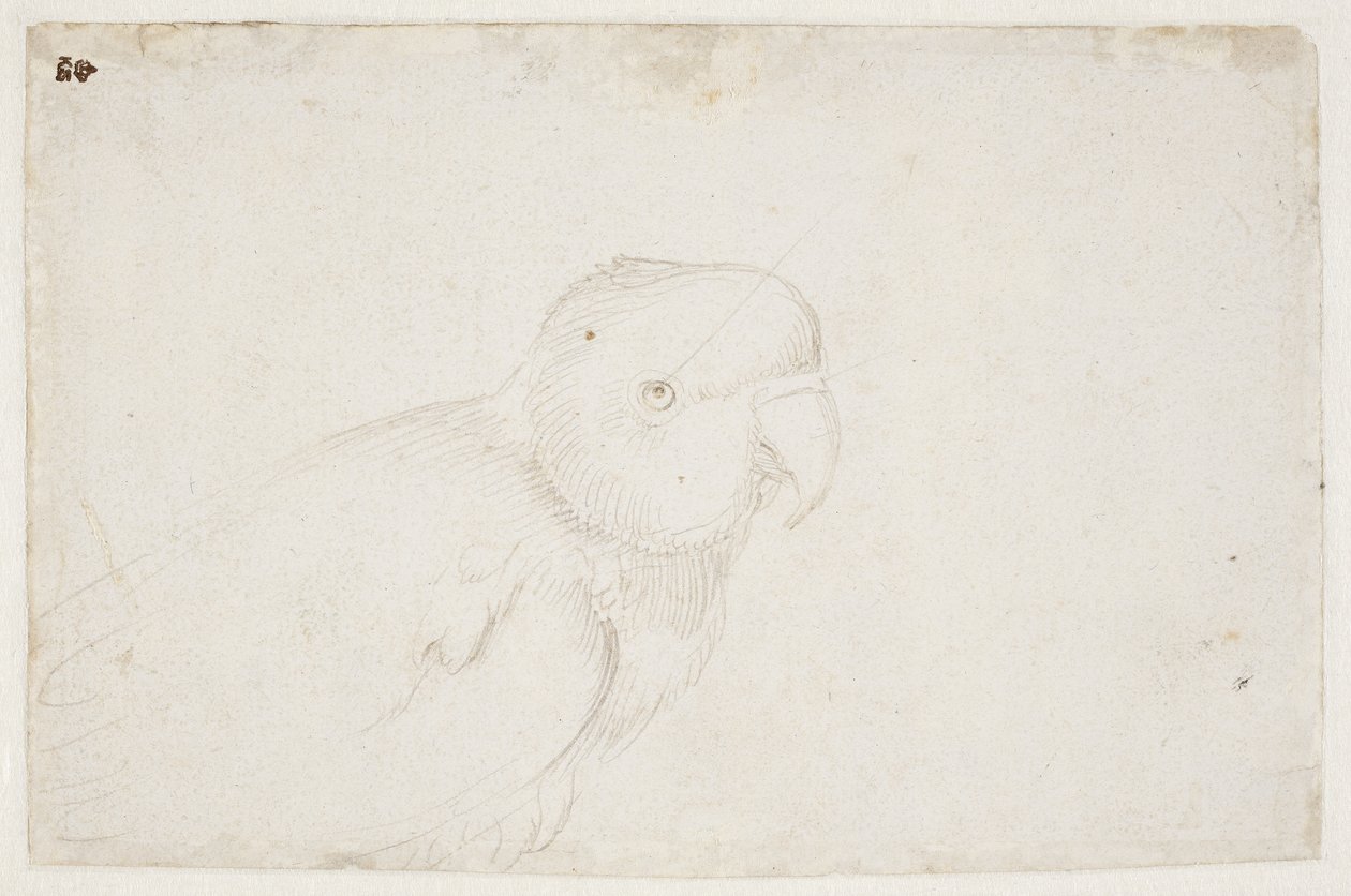 Pappagallino ondulato da Hans Baldung Grien