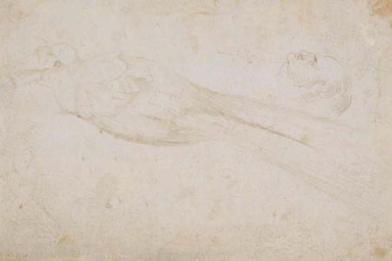 Uccello del Paradiso Maschio e la Testa di un Uomo di Mezza Età in Profilo a Sinistra; anche Dettagli di da Hans Baldung Grien