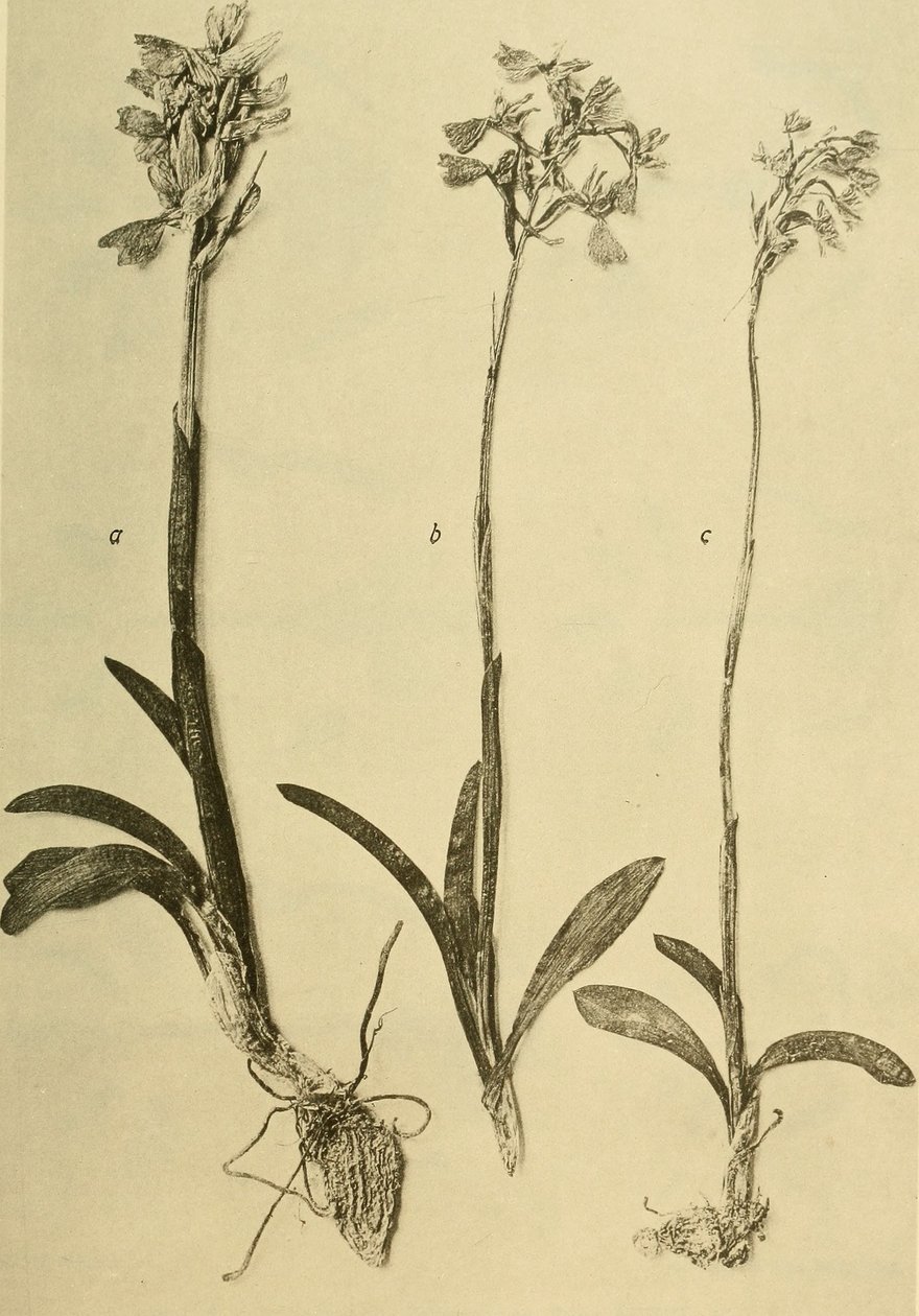 Annali del K.K. Museo di Storia Naturale (1914) (18201357971) da Hans Fleischmann