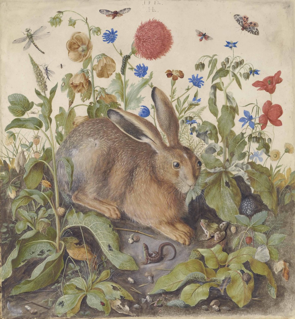 Una lepre tra le piante, 1582 da Hans Hoffmann