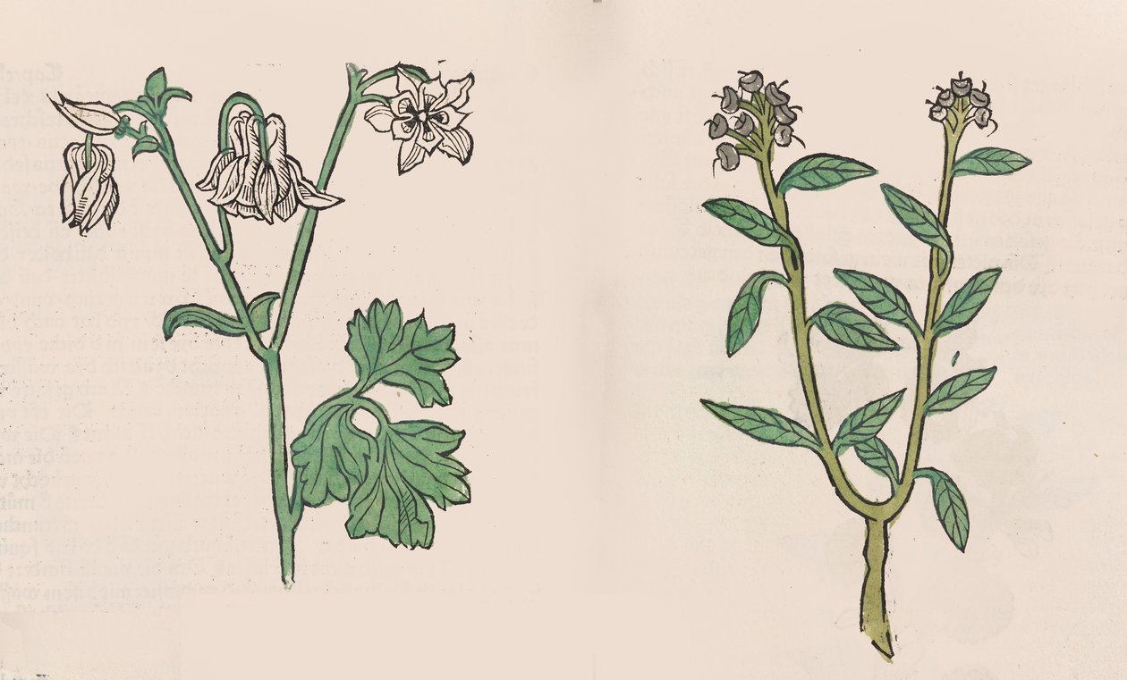 Herbarius - Gart der gesuntheit - Hortus sanitatis da Hans Schönsperger