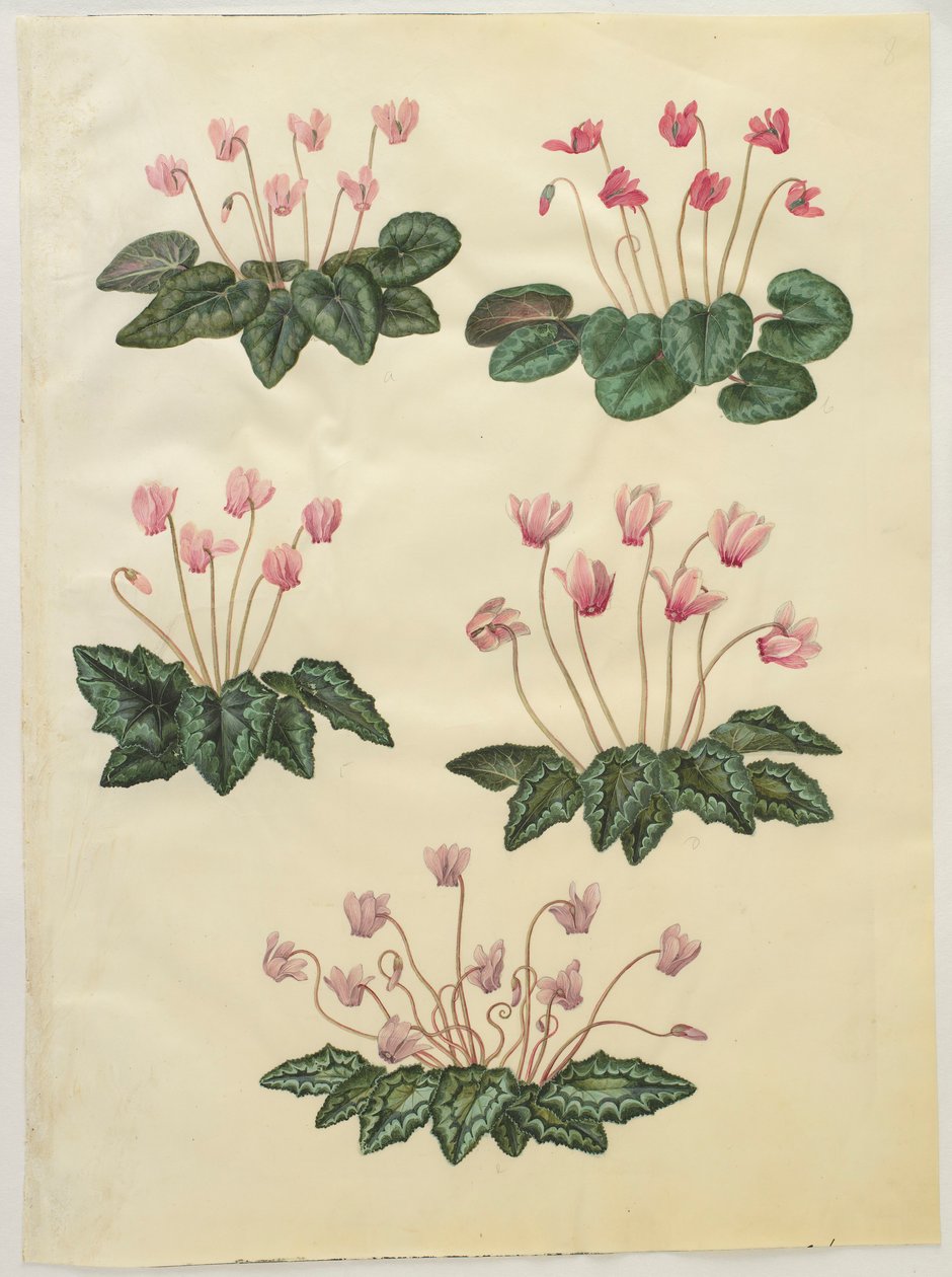 Cyclamen purprascens dall