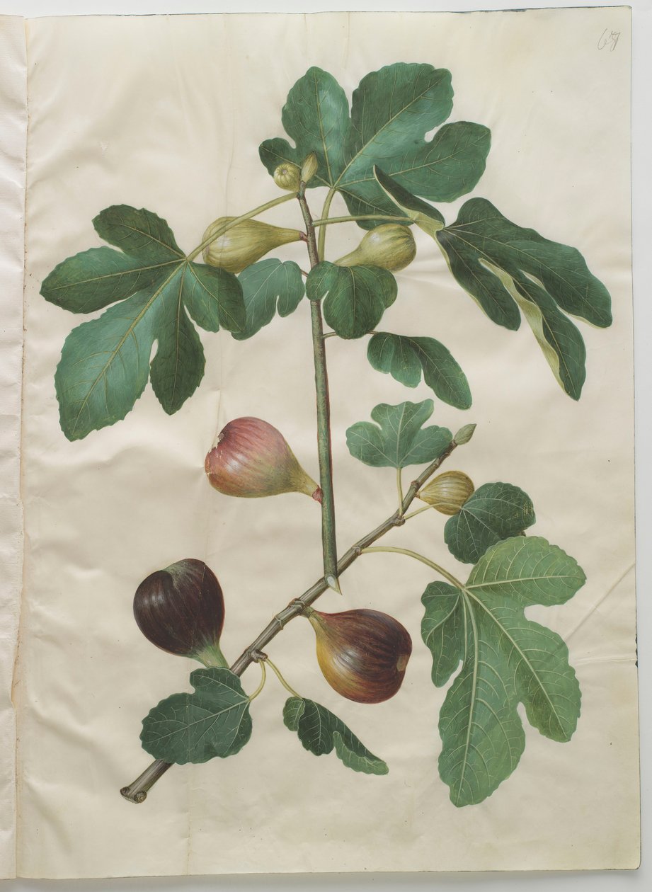 Ficus carica dall