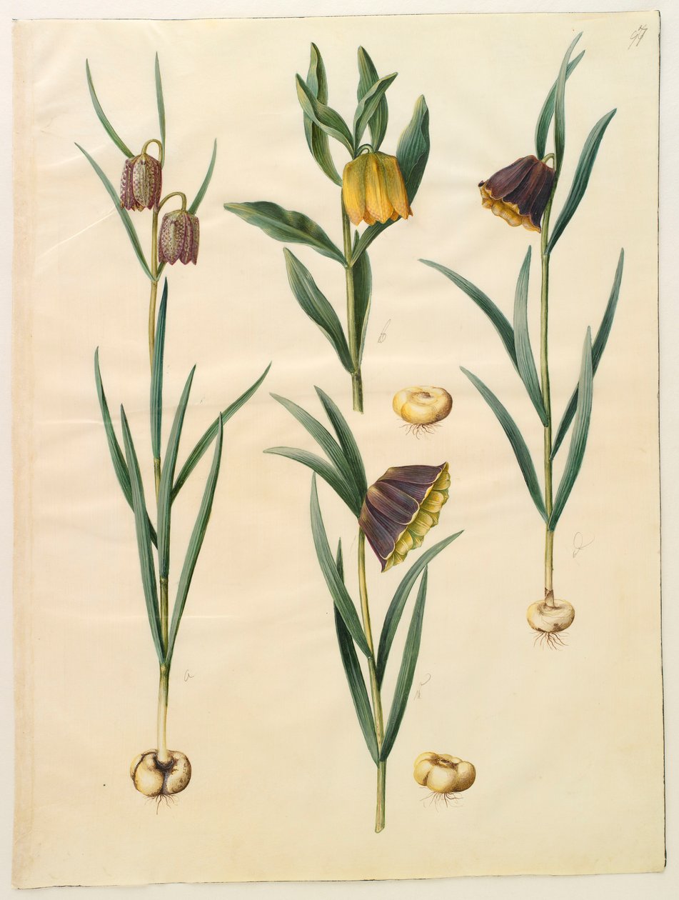 Fritilleria meleagris dall