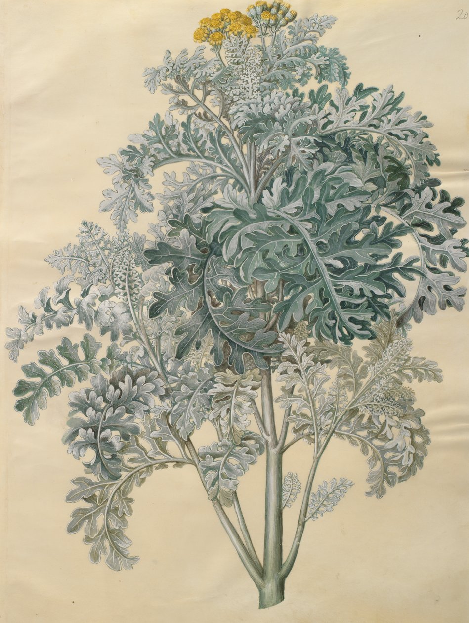 Jacobaea maritima dall