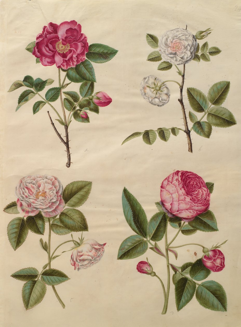 Rosa gallica dall