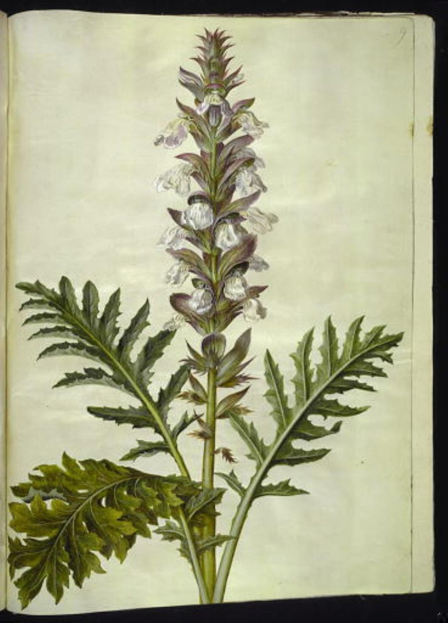 Acanthus hungaricus (acanto ungherese) da Hans Simon Holtzbecker