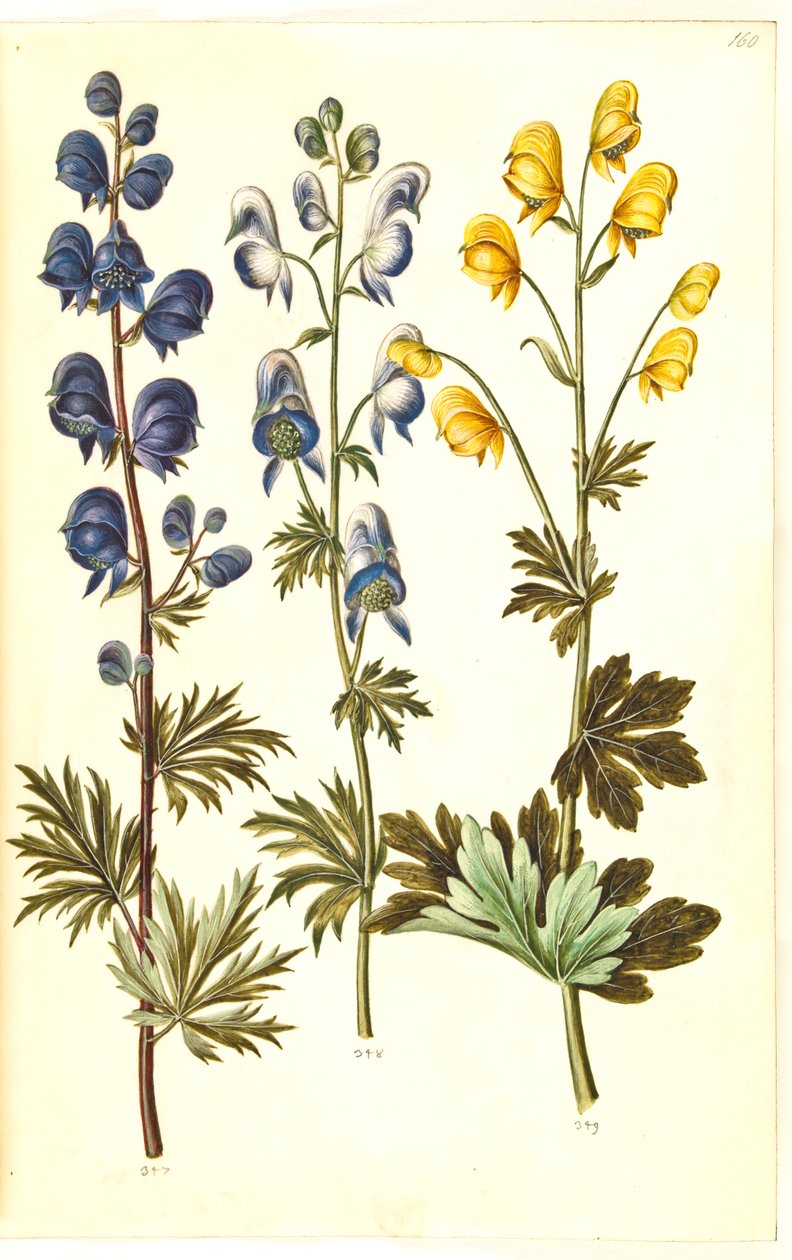 Aconitum napellus (?) (aconito); Aconitum variegatum, forse Aconitum ×cammarum (?) (aconito variegato, forse aconito da giardino); Aconitum anthora (aconito a foglie sottili) da Hans Simon Holtzbecker