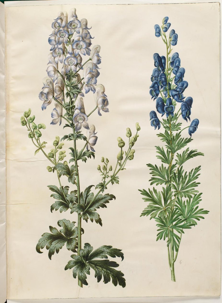 Aconitum variegatum (aconito variegato); Aconitum napellus (aconito napello) da Hans Simon Holtzbecker