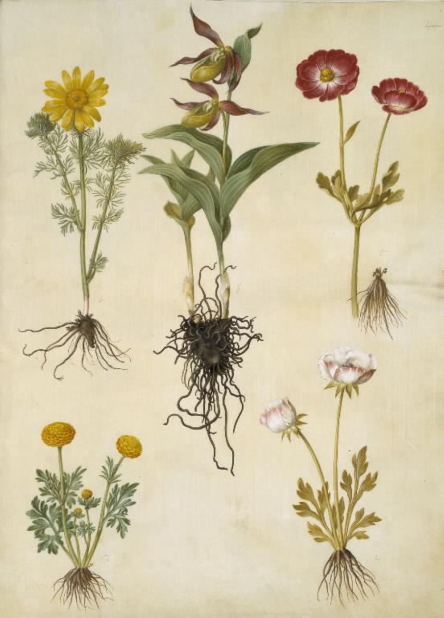 Adonis vernalis; Cypripedium calceolus; Ranunculus asiaticus; Ranunculus da Hans Simon Holtzbecker