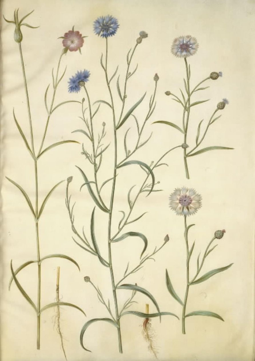 Agrostemma githago (campanula comune); Centaurea cyanus (fiordaliso) da Hans Simon Holtzbecker