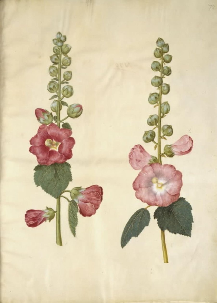 Alcea rosea (malvarosa da giardino) da Hans Simon Holtzbecker